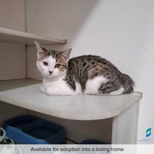Photo of this cat.