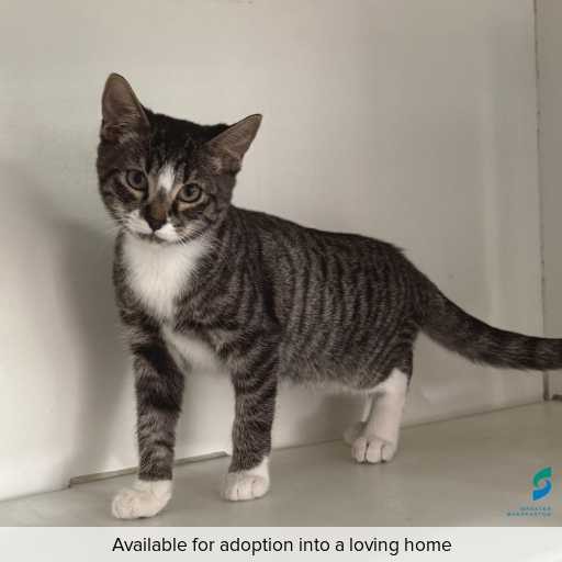 ID: C250085 Photo of this cat.