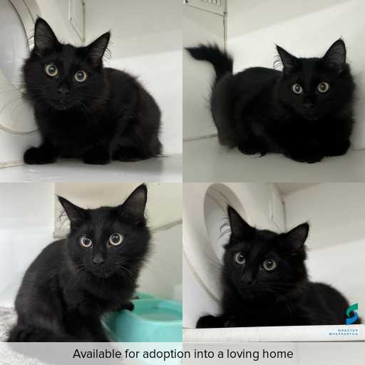 Photo of cat with ID of : C251262.