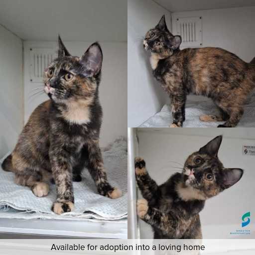ID: C241314 Photo of this cat.