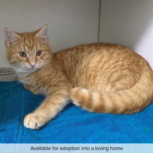 Photo of this cat.