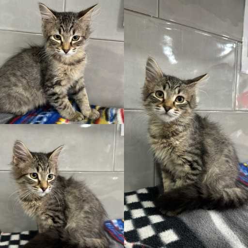 Photo of cat with ID of : C250947.