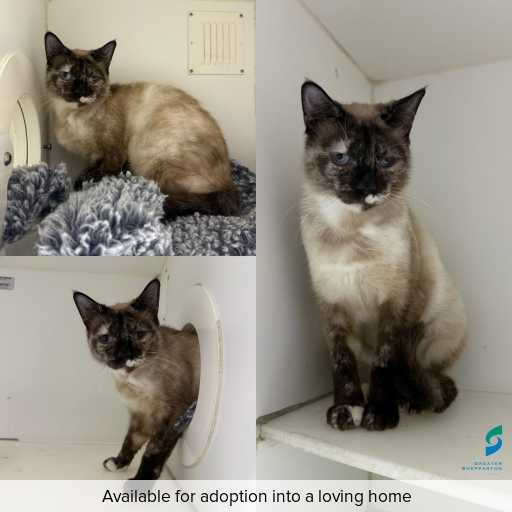 Photo of cat with ID of : C251241.