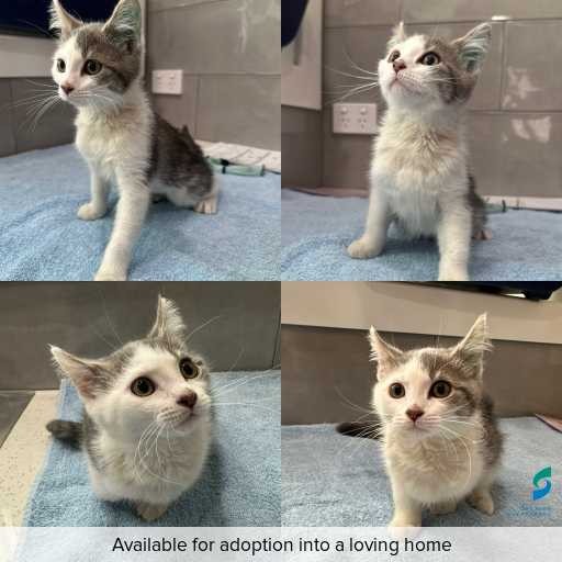 Photo of cat with ID of : C251284.