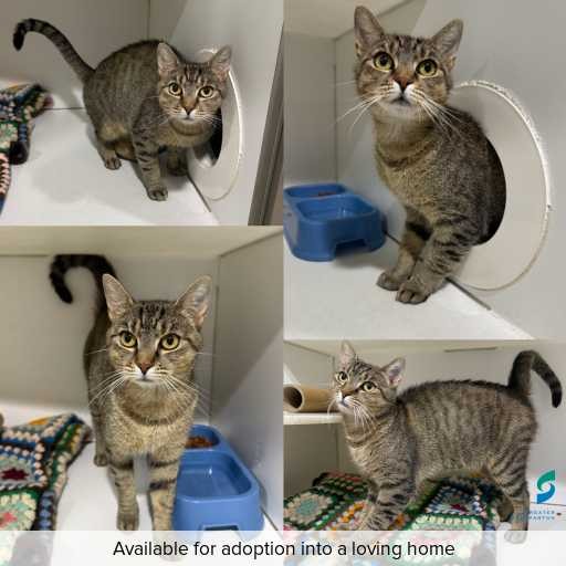 Photo of cat with ID of : C251289.