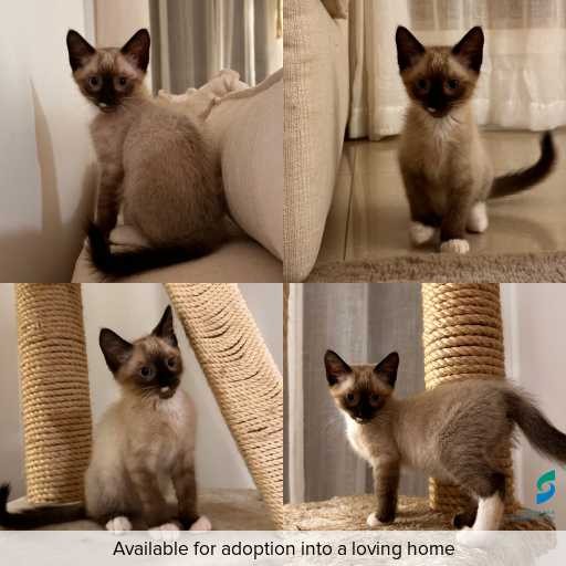 Photo of cat with ID of : C251306.