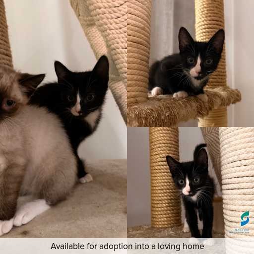 Photo of cat with ID of : C251307.