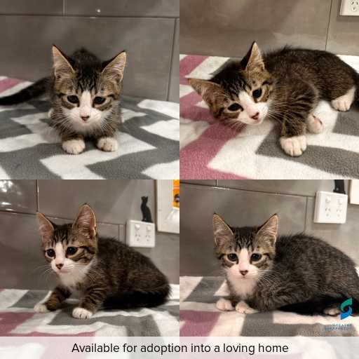 Photo of cat with ID of : C251320.