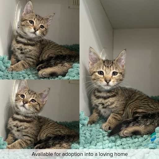 Photo of cat with ID of : C251321.