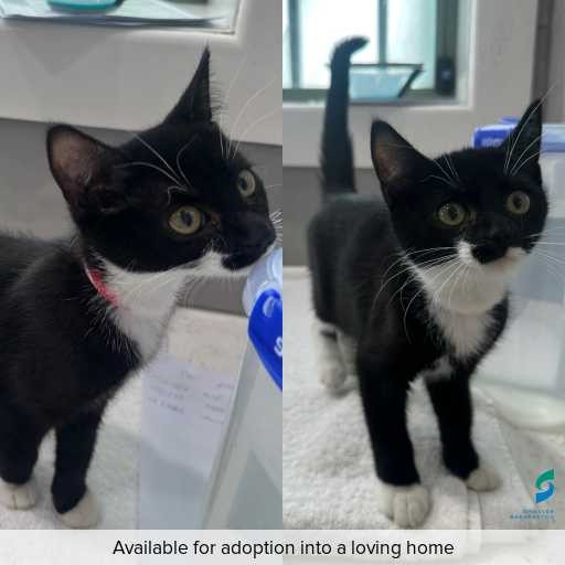 Photo of cat with ID of : C251333.