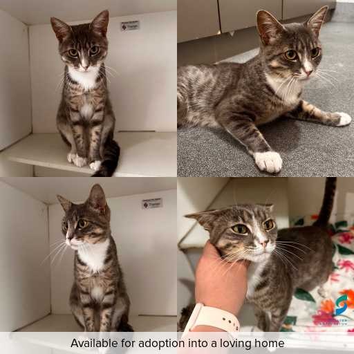 Photo of cat with ID of : C251355.