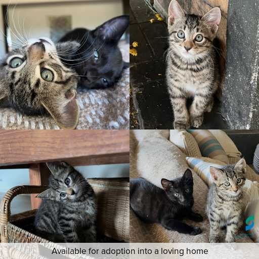 Photo of cat with ID of : C260024.