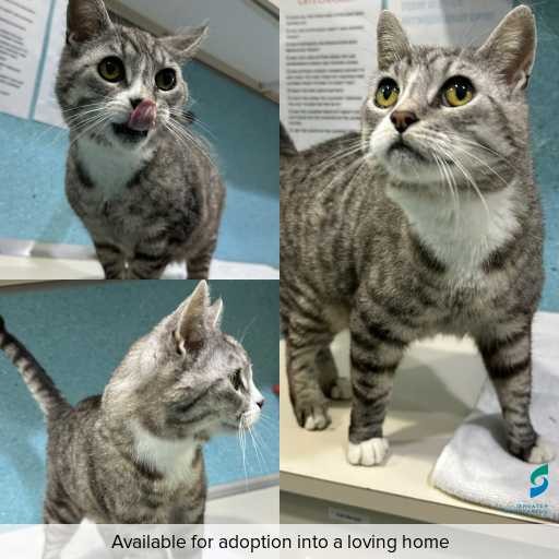 Photo of cat with ID of : C260025.