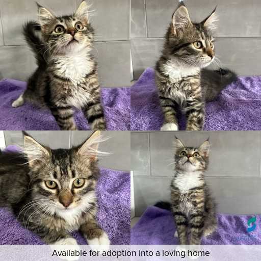 Photo of cat with ID of : C260035.