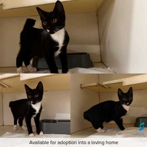 Photo of cat with ID of : C260040.