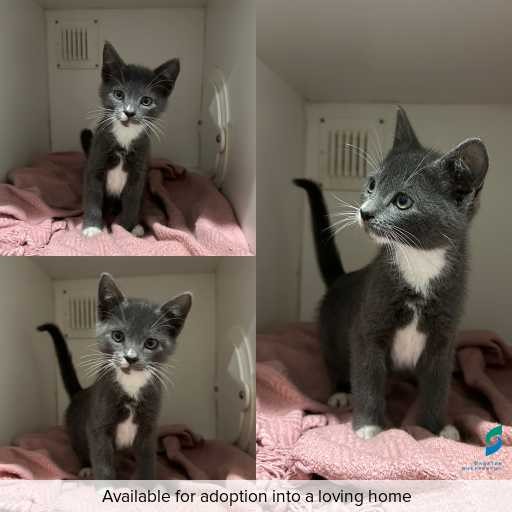 Photo of cat with ID of : C260045.