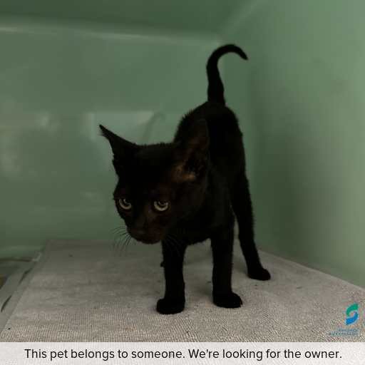 Photo of cat with ID of : C260049.