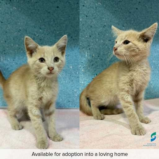 Photo of cat with ID of : C260059.