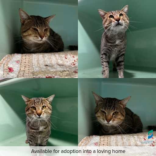 Photo of cat with ID of : C260071.