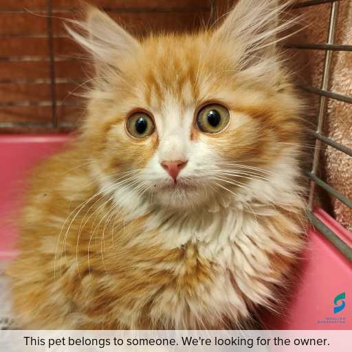 Photo of cat with ID of : C260079.