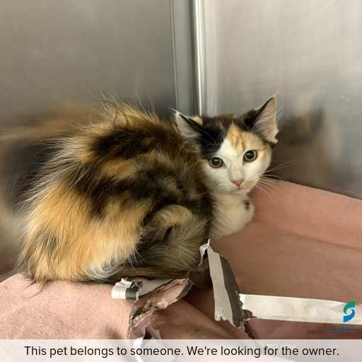 Photo of cat with ID of : C260089.