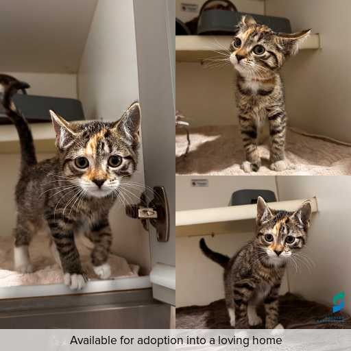 Photo of cat with ID of : C260092.