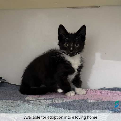 Photo of cat with ID of : C260098.