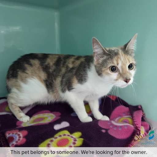 Photo of cat with ID of : C260111.