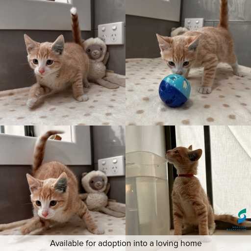 Photo of cat with ID of : C260123.