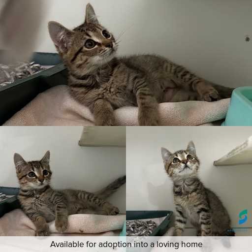 Photo of cat with ID of : C260166.