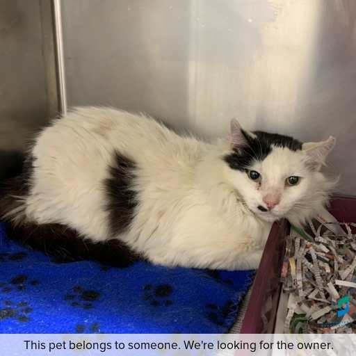 Photo of cat with ID of : C260167.