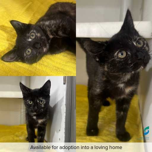 Photo of cat with ID of : C260173.