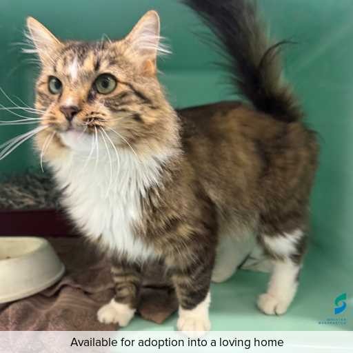 Photo of cat with ID of : C260187.