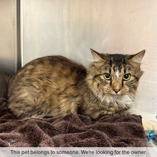 Photo of cat with ID of : C260187.