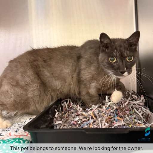 Photo of cat with ID of : C260188.