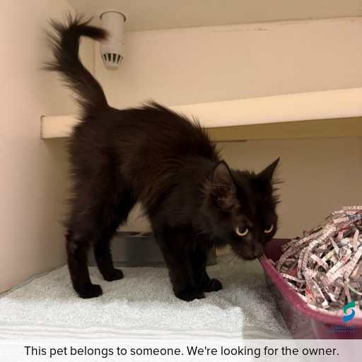 Photo of cat with ID of : C260189.