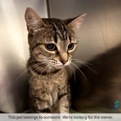 Photo of cat with ID of : C260194.