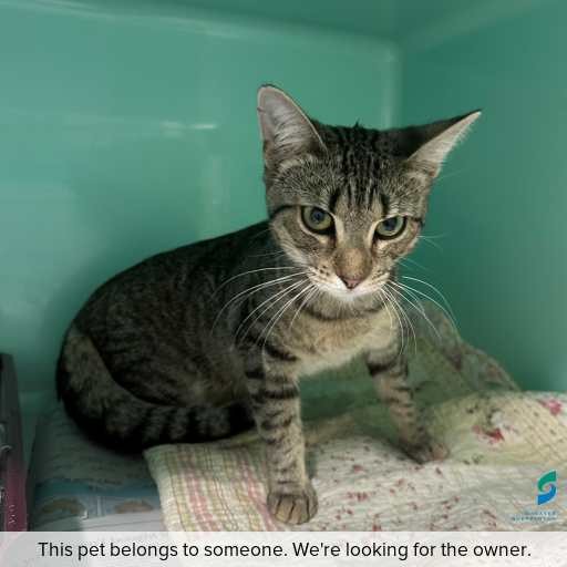 Photo of cat with ID of : C260216.