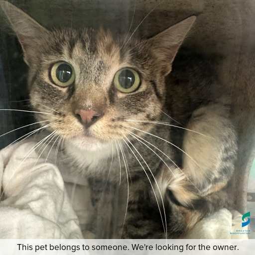 Photo of cat with ID of : C260218.