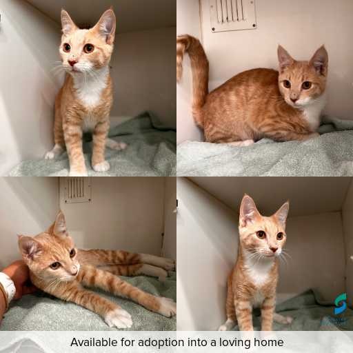 Photo of cat with ID of : C260219.