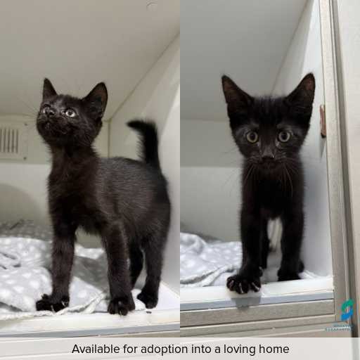 Photo of cat with ID of : C260229.