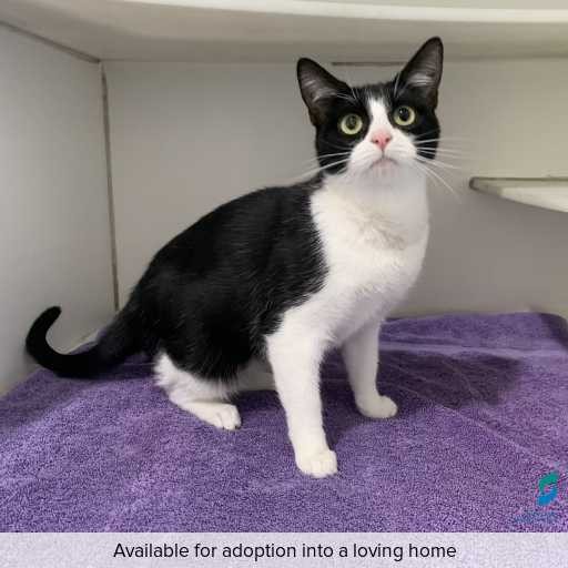 Photo of cat with ID of : C260237.