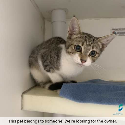 Photo of cat with ID of : C260242.