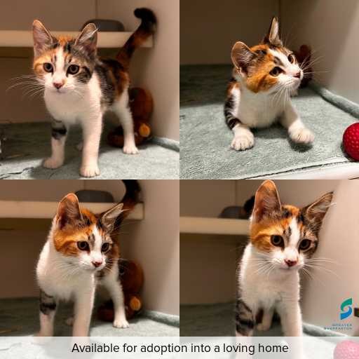 Photo of cat with ID of : C260244.