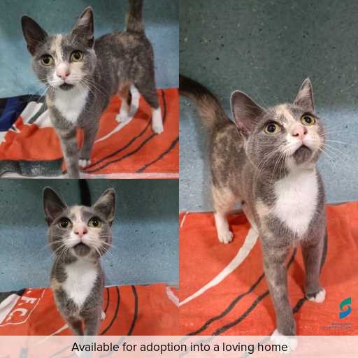 Photo of cat with ID of : C260246.