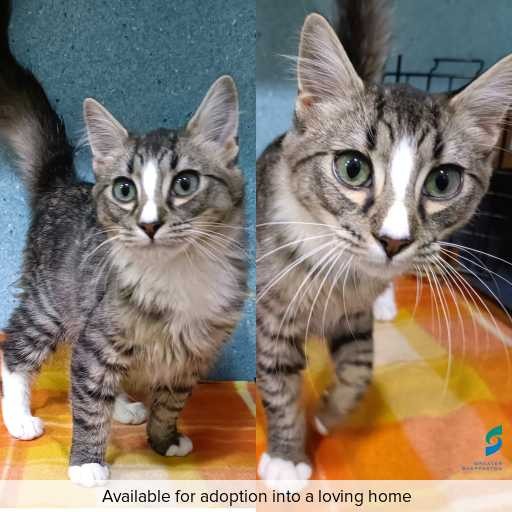 Photo of cat with ID of : C260247.