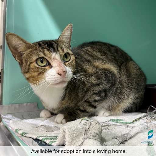 Photo of cat with ID of : C260251.