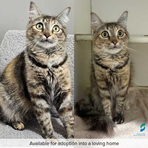 Photo of cat with ID of : C260268.