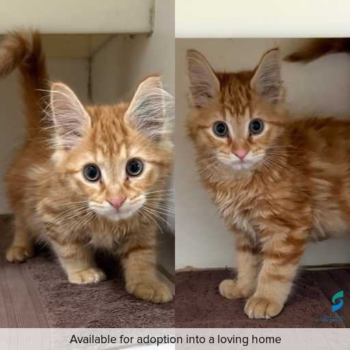 Photo of cat with ID of : C260269.