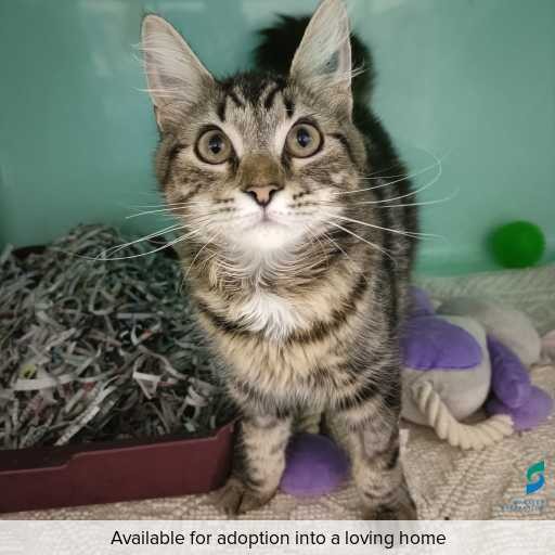 Photo of cat with ID of : C260270.